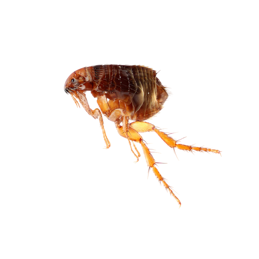 Bolha